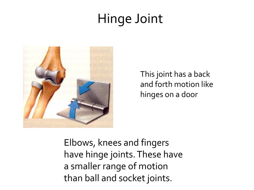MODELING JOINTS, MUSCLES AND BONES ppt download