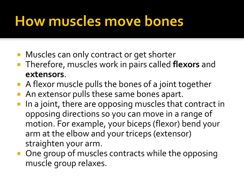 MODELING JOINTS MUSCLES AND BONES Biology Diagrams