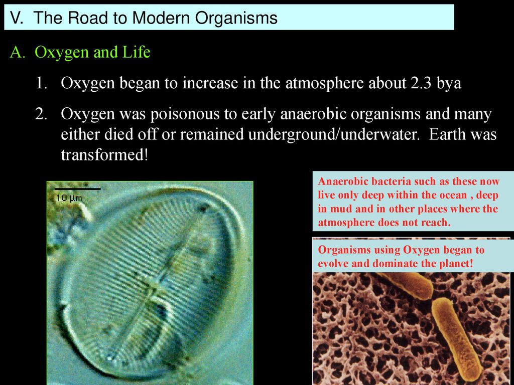 V. The Road to Modern Organisms