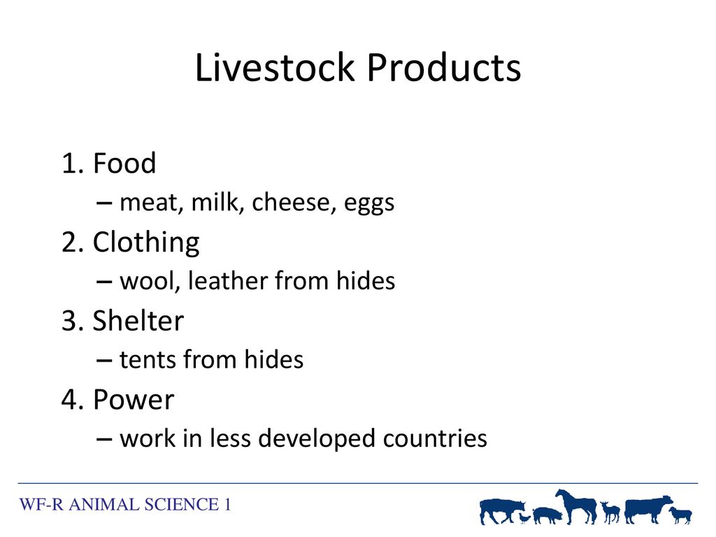 Bellringer 10/27/14 What types of products and by-products do we get from  our livestock animals? List as many as you can. - ppt download
