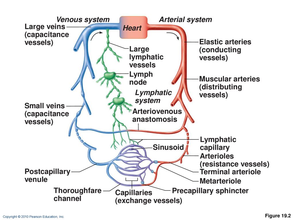 The Cardiovascular System: Blood Vessels: Part A - Ppt Download