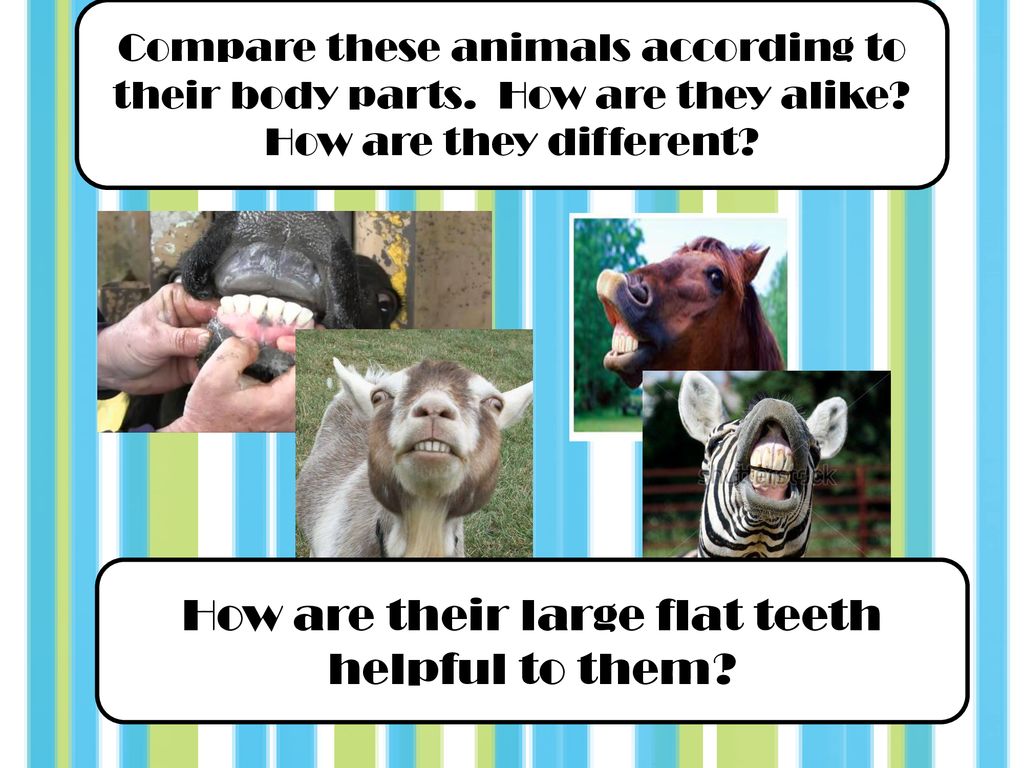 A4 Scope Identifying, describing and classifying animals. Study B4, N4,  Notes and Homework. - ppt download