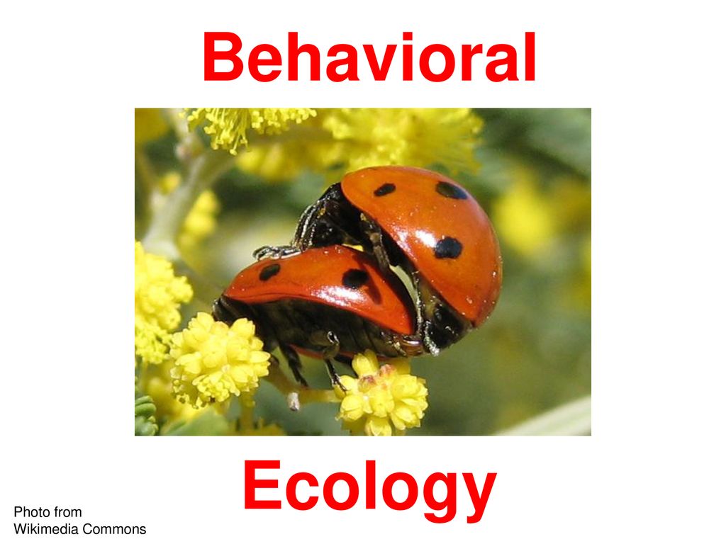 Behavioral Ecology Photo From Wikimedia Commons - Ppt Download