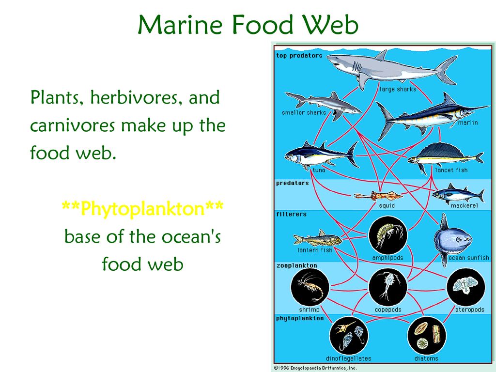 Цепь фитопланктон зоопланктон. Aquatic ecosystems. Marine food web. Зоопланктон и фитопланктон цепи питания. Aquatic food Chain.