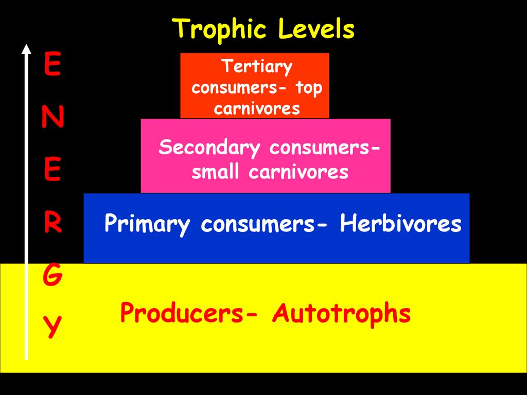 E N R G Y Trophic Levels Producers- Autotrophs
