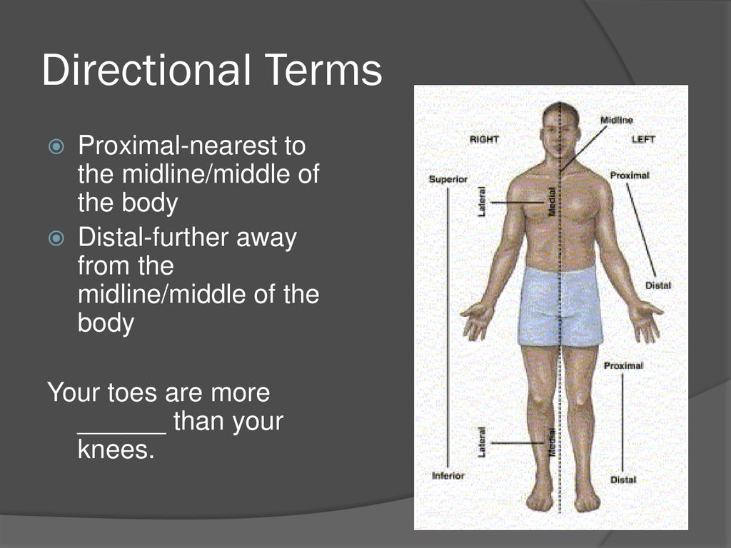 Introduction to anatomy ppt download