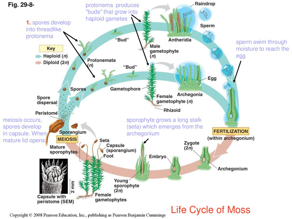 Plant Diversity I: How Plants Colonized Land - ppt download