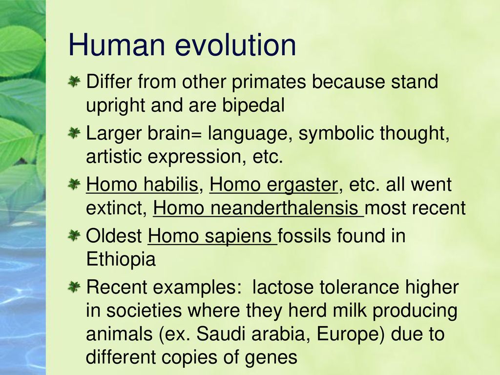 Primate Notes Chapter ppt download