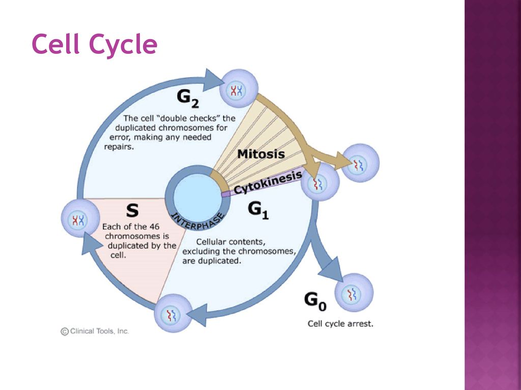 ppt download Biology Diagrams