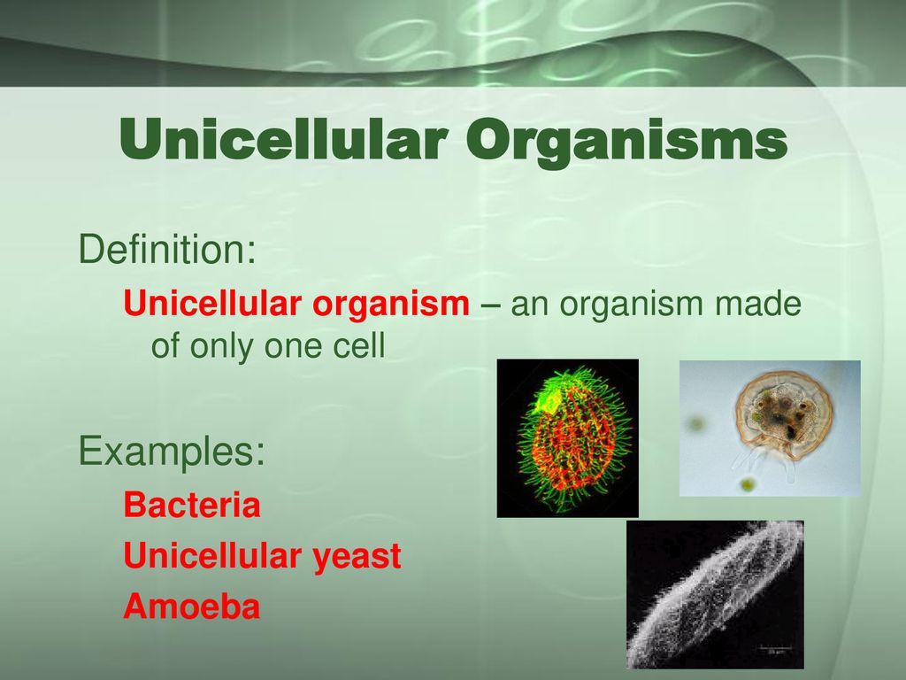 Unicellular Organisms - ppt download