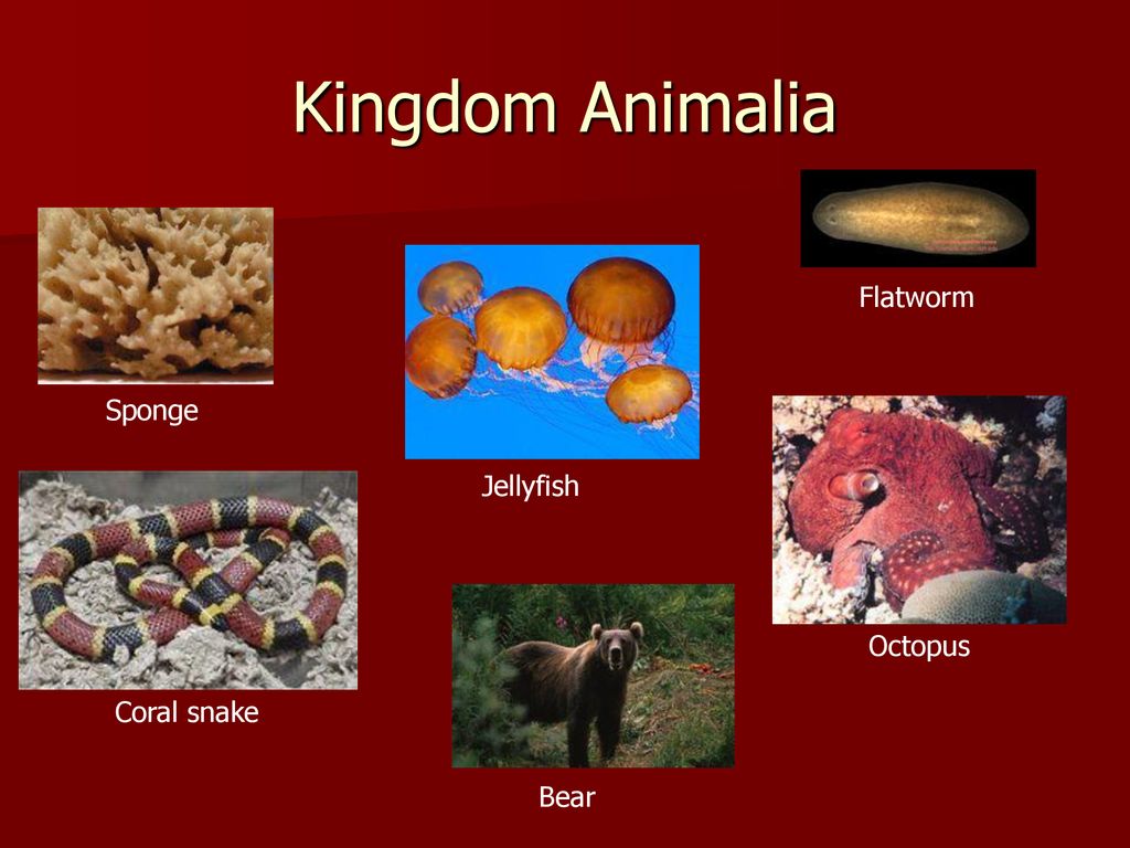 Top 121+ The 6 animal kingdoms - Merkantilaklubben.org