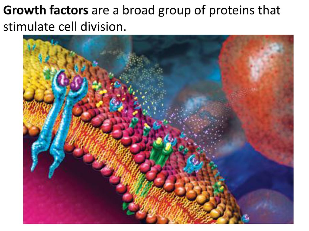 Mitosis and Cytokinesis Biology Diagrams