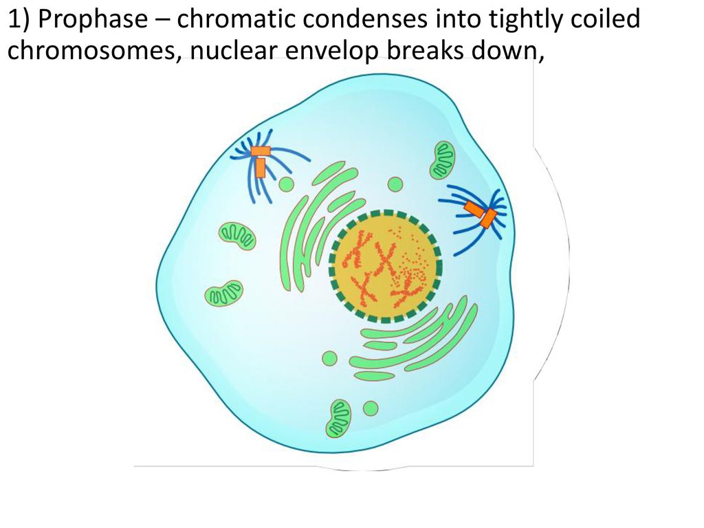 Mitosis and Cytokinesis Biology Diagrams