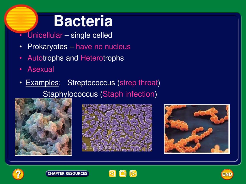 Bacteria Unicellular – single celled Prokaryotes – have no nucleus