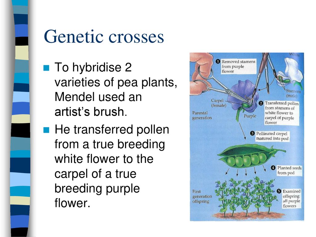 Genetic crosses To hybridise 2 varieties of pea plants, Mendel used an artist’s brush.