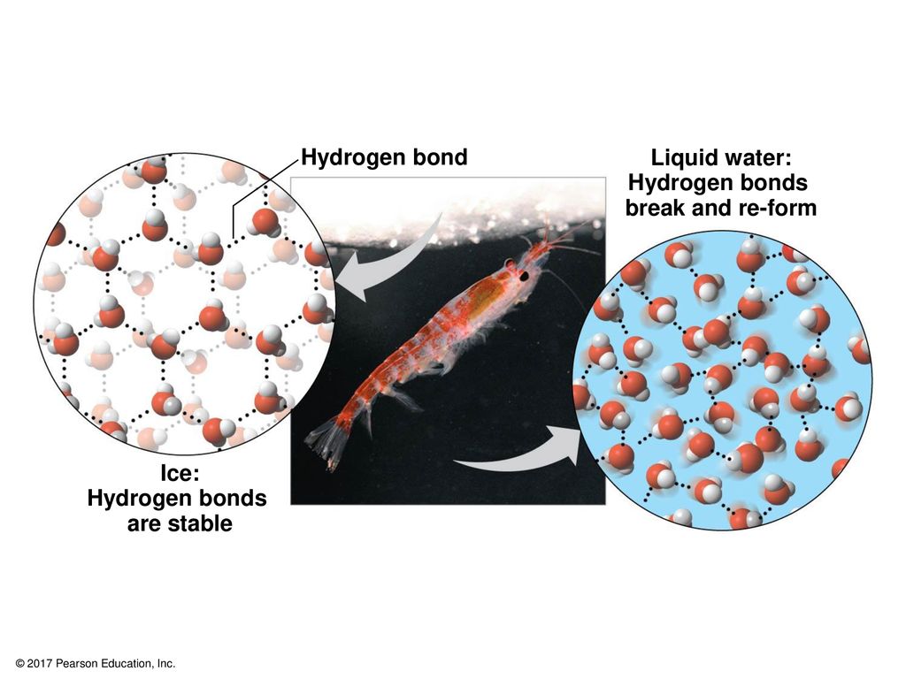 Hydrogen bond Liquid water: Hydrogen bonds break and re-form Ice: