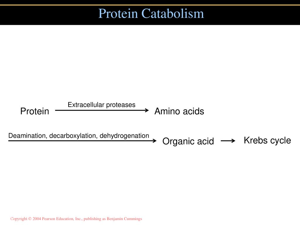 Protein Catabolism Protein Amino acids Organic acid Krebs cycle