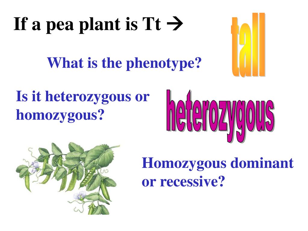 If a pea plant is Tt  tall What is the phenotype