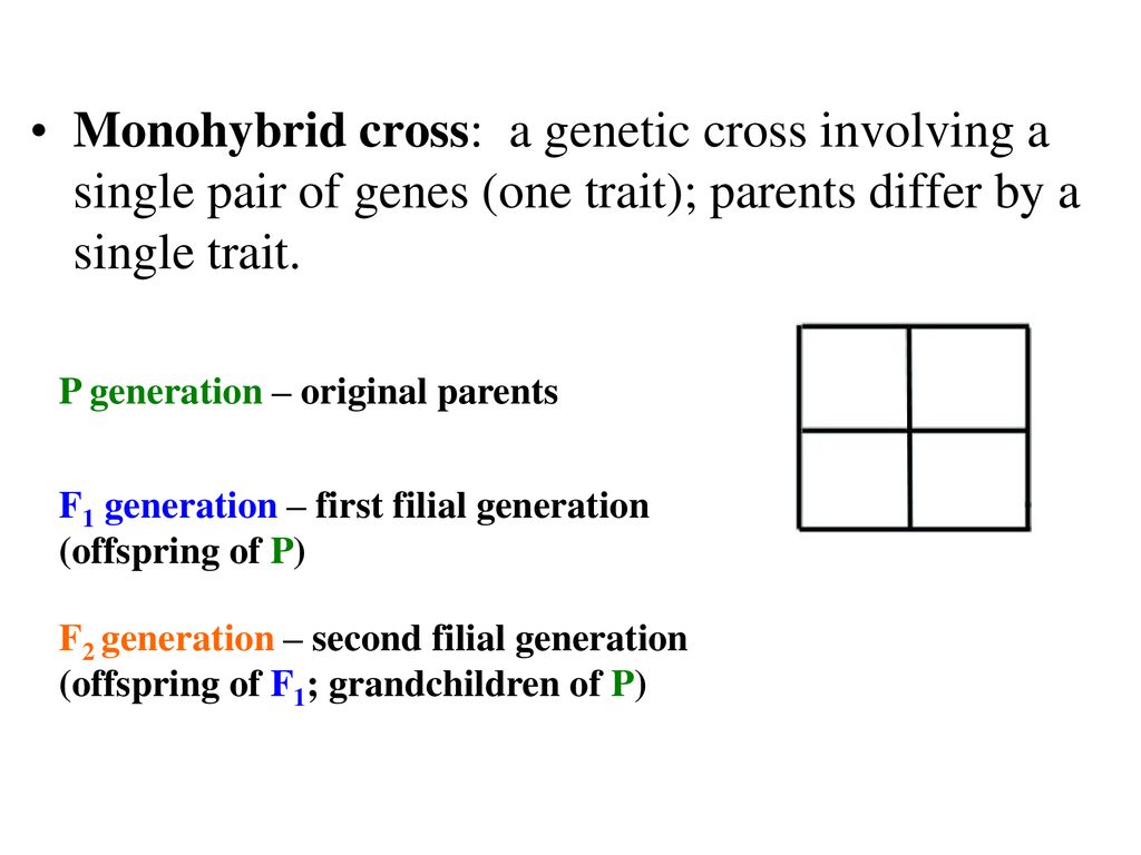 Monohybrid cross: a genetic cross involving a single pair of genes (one trait); parents differ by a single trait.