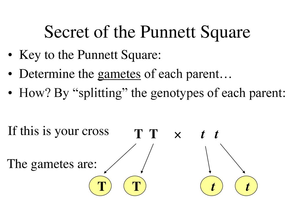 Secret of the Punnett Square