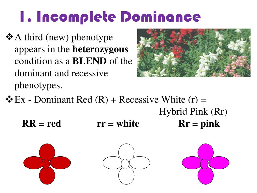 1. Incomplete Dominance A third (new) phenotype appears in the heterozygous condition as a BLEND of the dominant and recessive phenotypes.