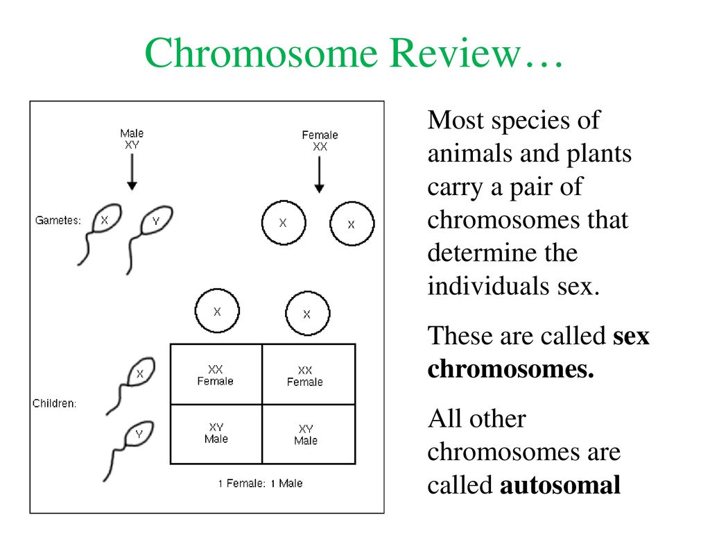 Chromosome Review… Most species of animals and plants carry a pair of chromosomes that determine the individuals sex.