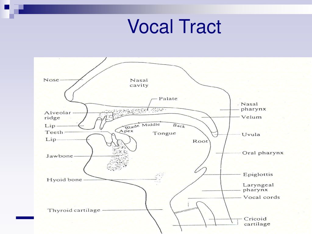 Speech Generation and Perception - ppt download