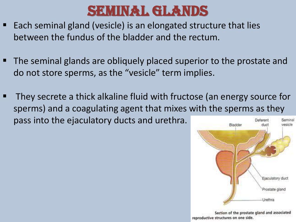Urinary reproductive ppt download