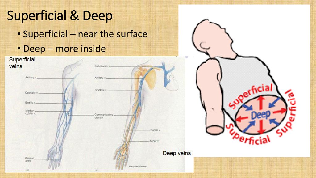 Anatomy & Physiology Terms Biology Diagrams