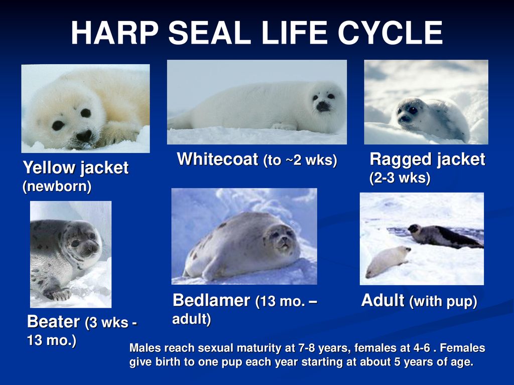 Seal перевод на русский. Harp Seal Lives in the Ice Cold Arctic.