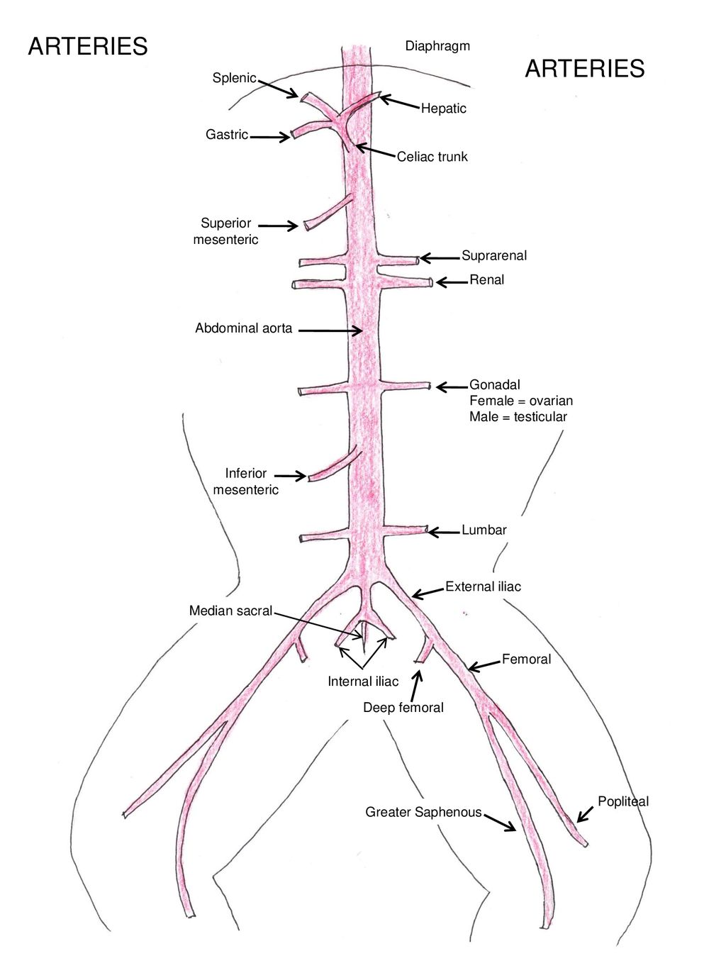 Veins Facial Maxillary Transverse Jugular External Jugular - Ppt Download