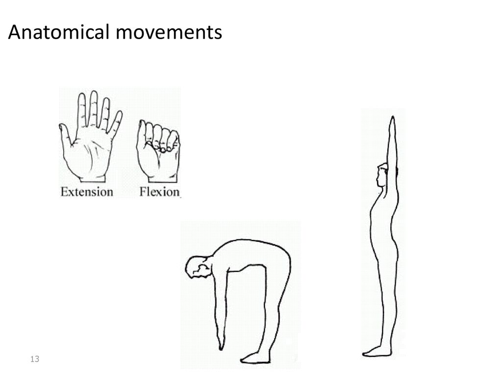 Overview of Anatomy Anatomy – the study of the structure of body parts ... Biology Diagrams