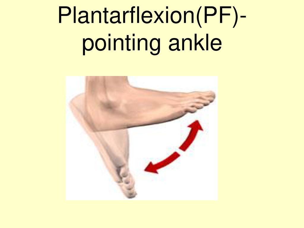 Plantarflexion(PF)-pointing ankle