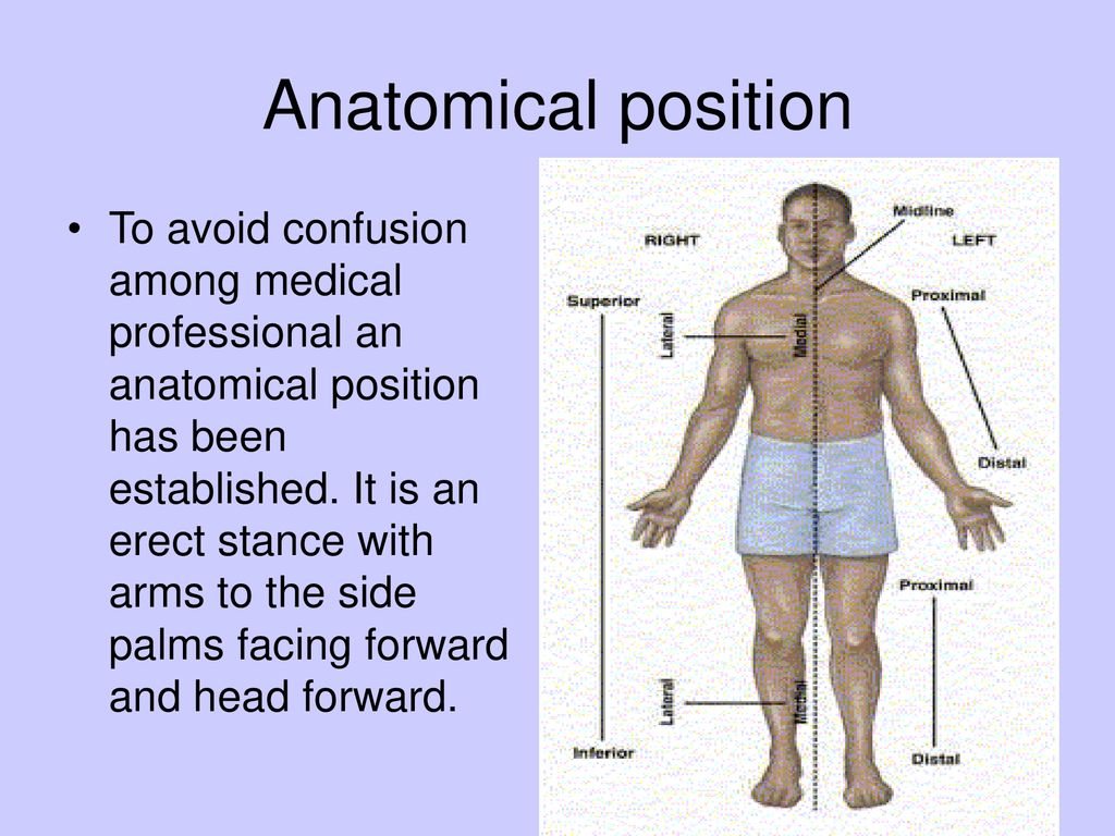 Chapter 1 Introduction To Anatomy Ppt Download