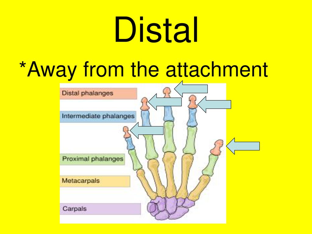 Chapter 1 Introduction To Anatomy - Ppt Download