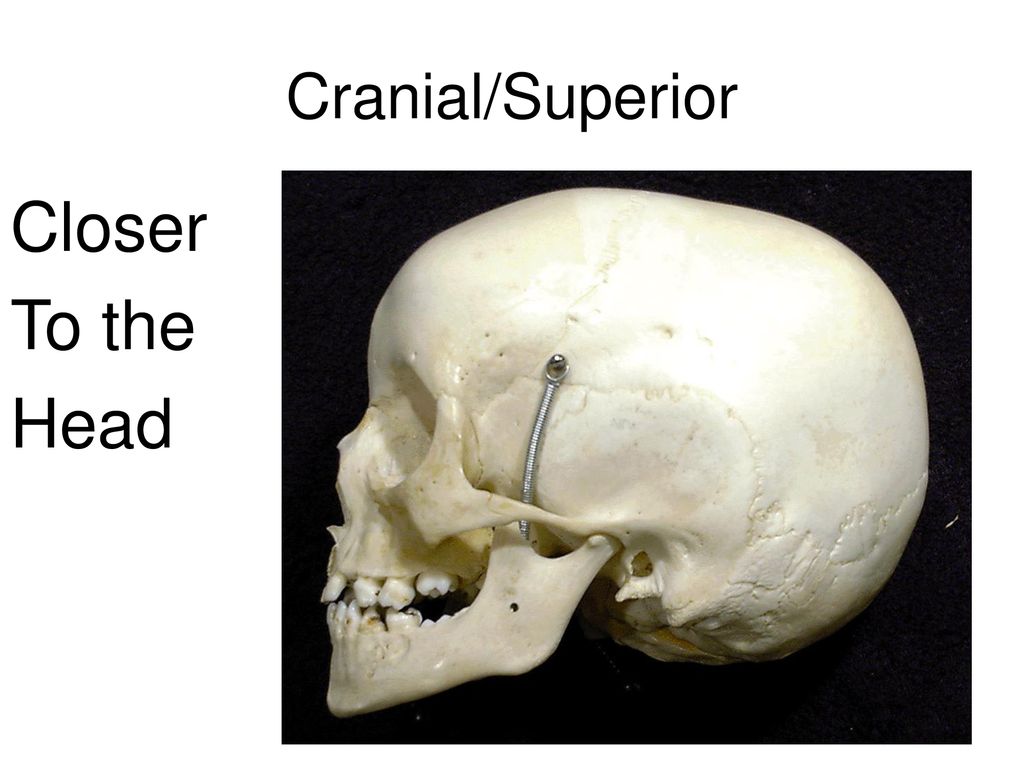 Chapter 1 Introduction To Anatomy - Ppt Download