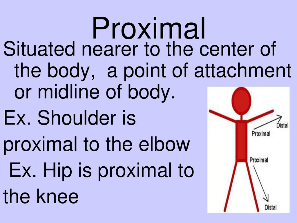 Chapter 1 Introduction To Anatomy Ppt Download chapter-1-introduction-to-anatomy-ppt-download