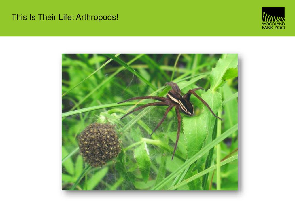 This Is Their Life: Arthropods! - ppt download