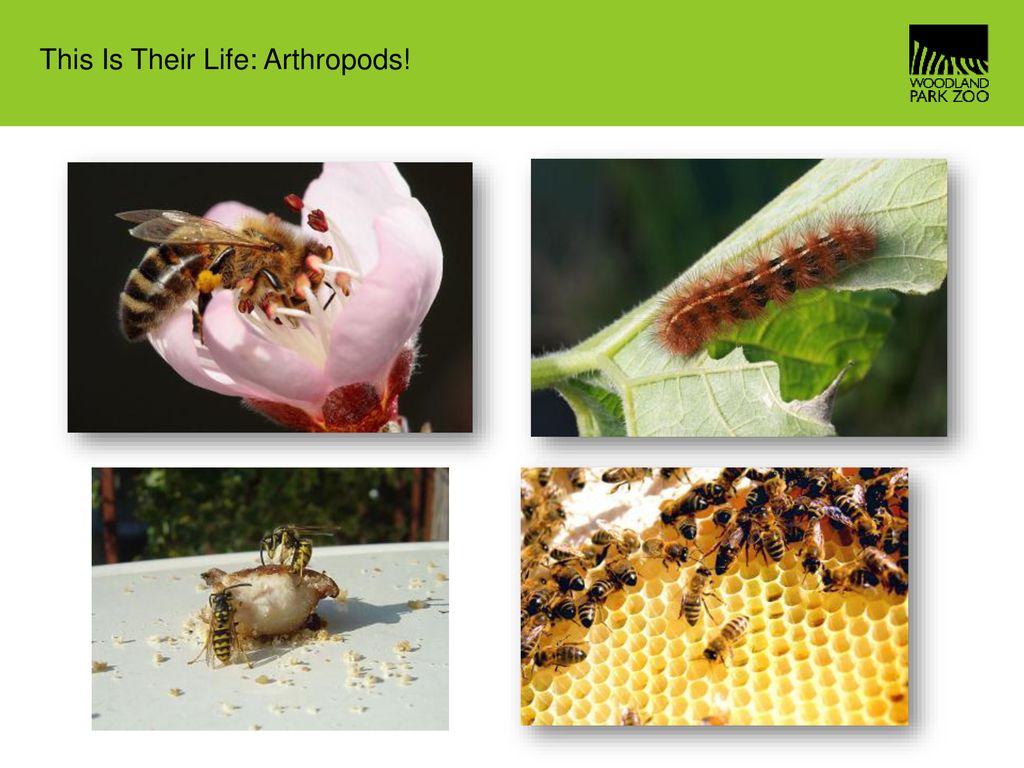 This Is Their Life: Arthropods! - ppt download