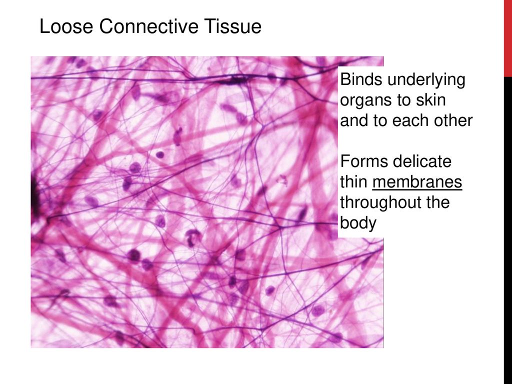 Tissue Types Tissue refers to a group of cells that work together in ...