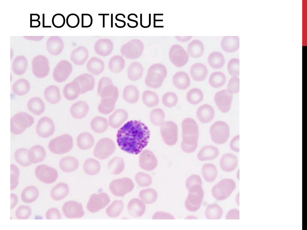 Blood Tissue