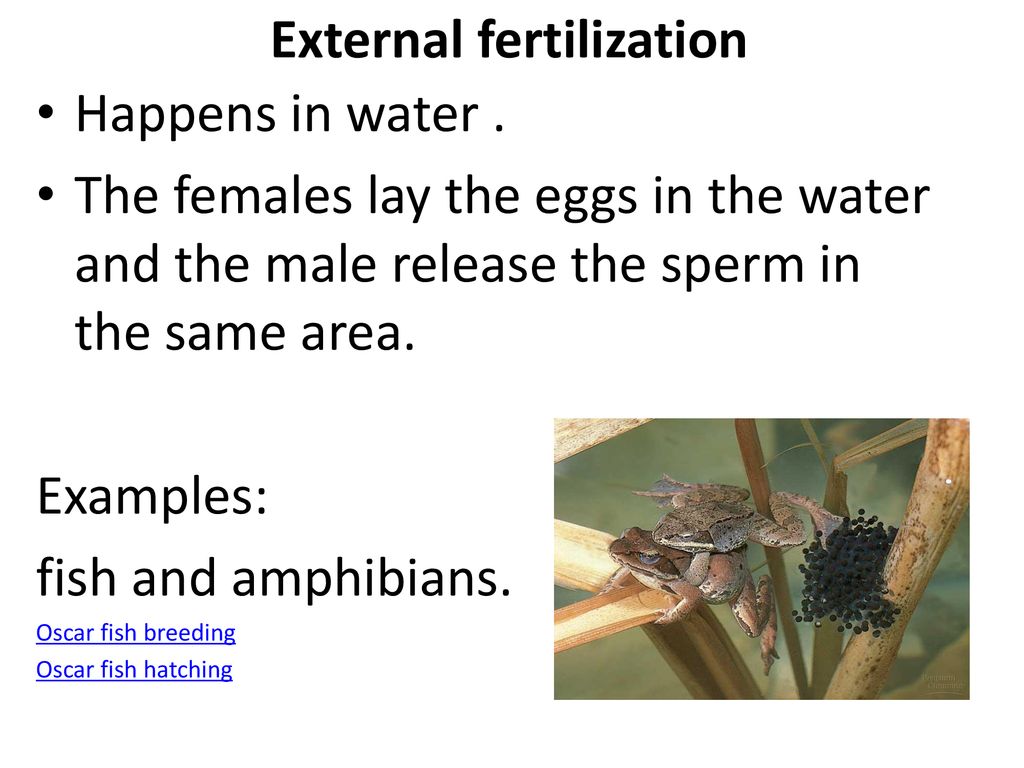 Reproduction Asexual and Sexual. - ppt download