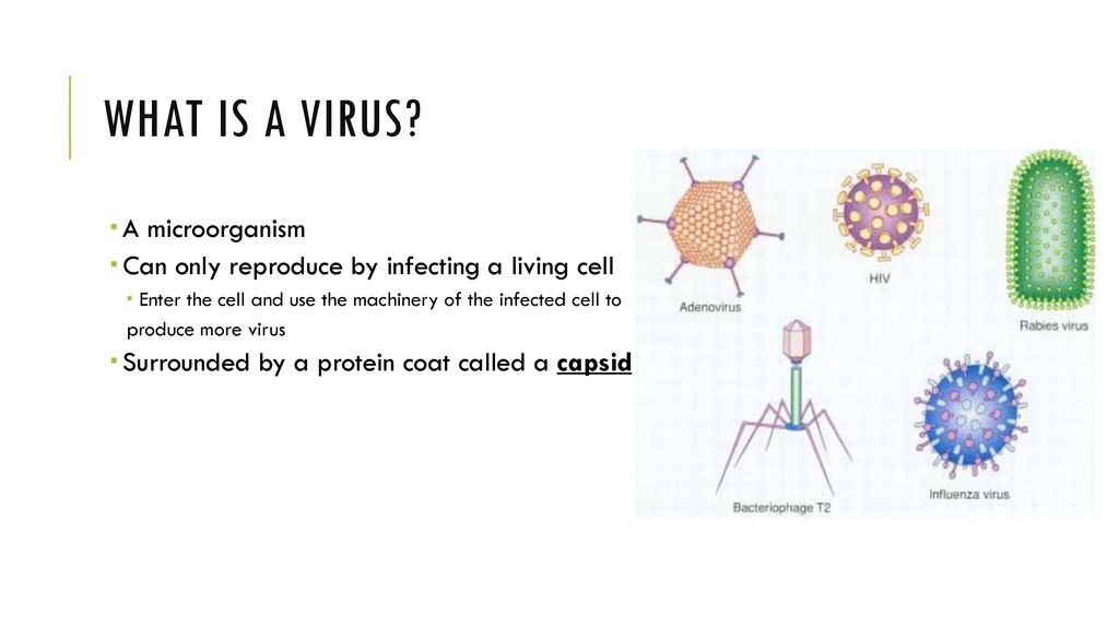 Intro to Biology. - ppt download