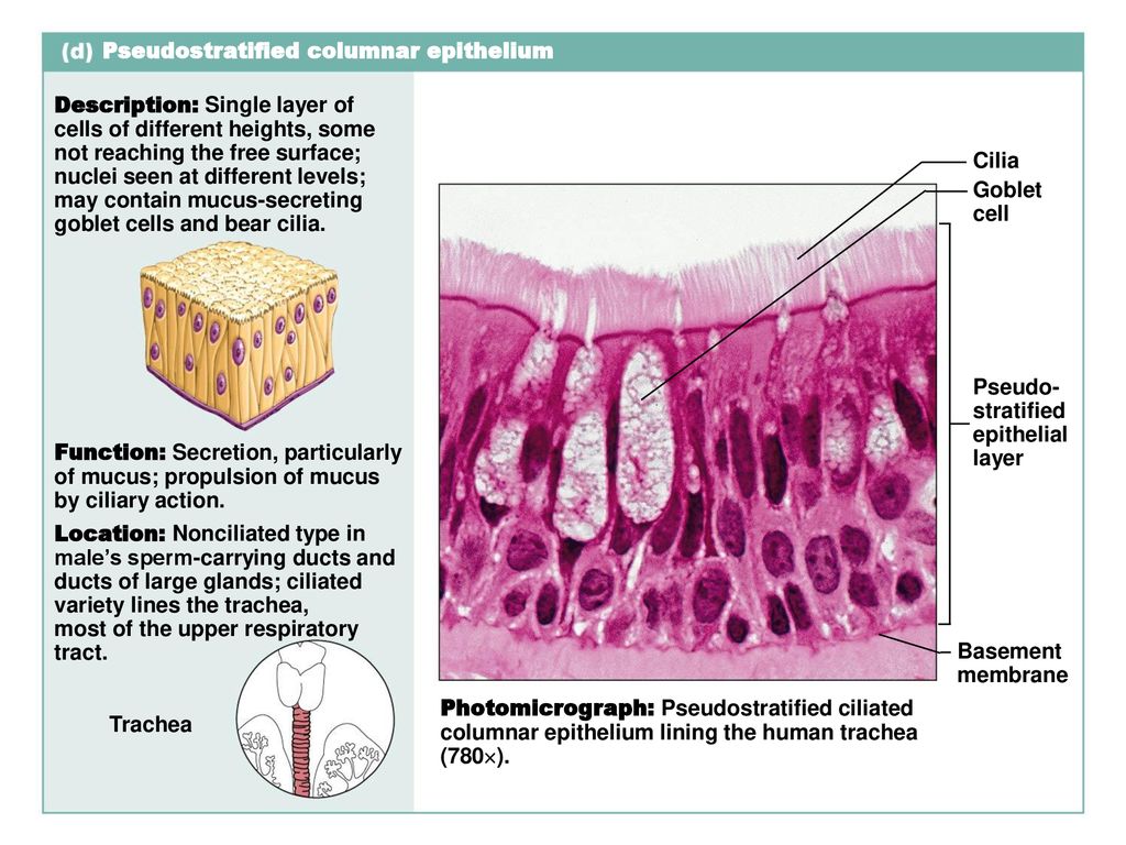 4 Tissues. - ppt download