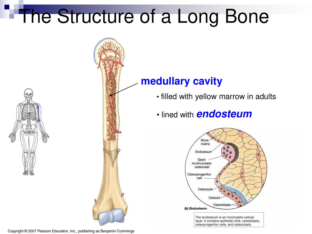 Long bone. Structure of long Bone.. Bone Tissue. Tissues of the skeletal System. Long lesion long Bone.