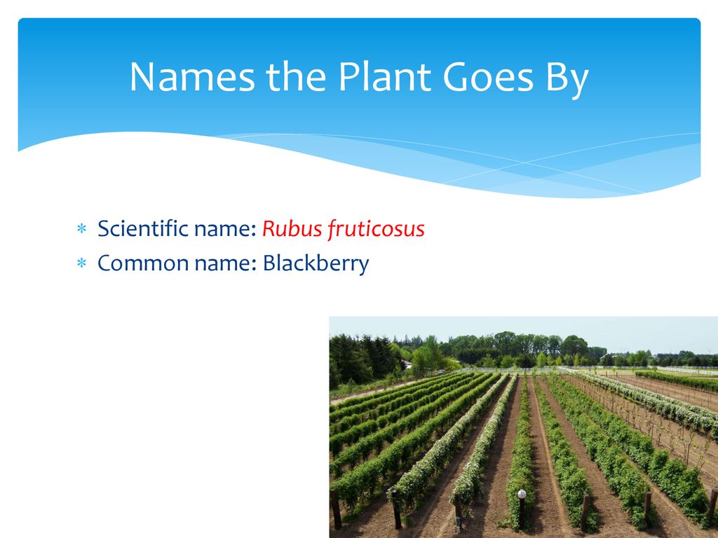 Names the Plant Goes By Scientific name: Rubus fruticosus