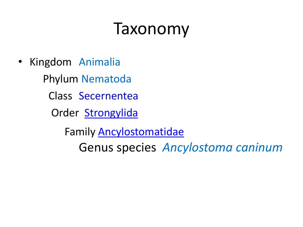 Ascaris taxonómia