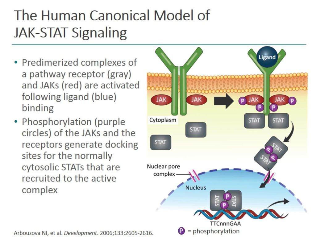 The Human Canonical Model of JAK-STAT Signaling