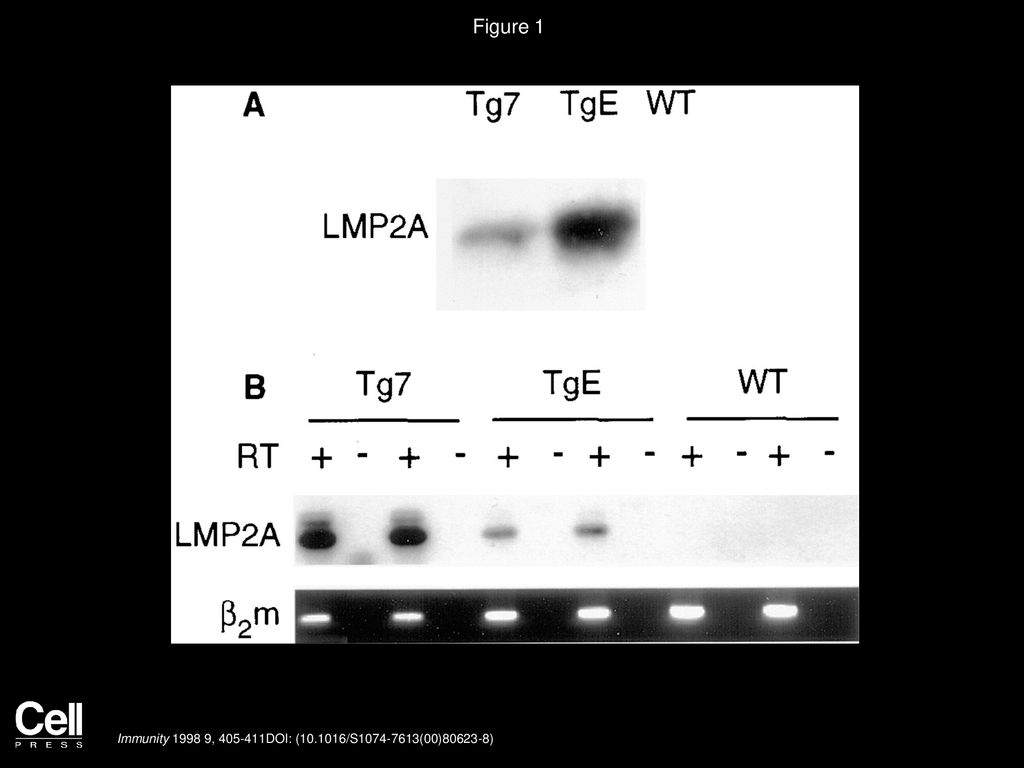Figure 1 LMP2A Expression in Eμ-LMP2A Mice