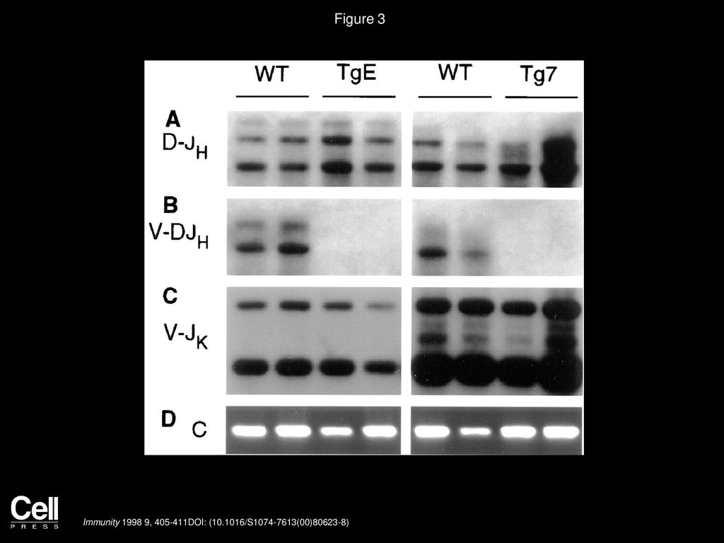Figure 3 Detection of Immunoglobulin Gene Rearrangements in Eμ-LMP2A Bone Marrow Cells.